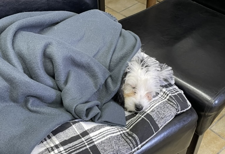 Lucky as a puppy, sleeping in a blanket
